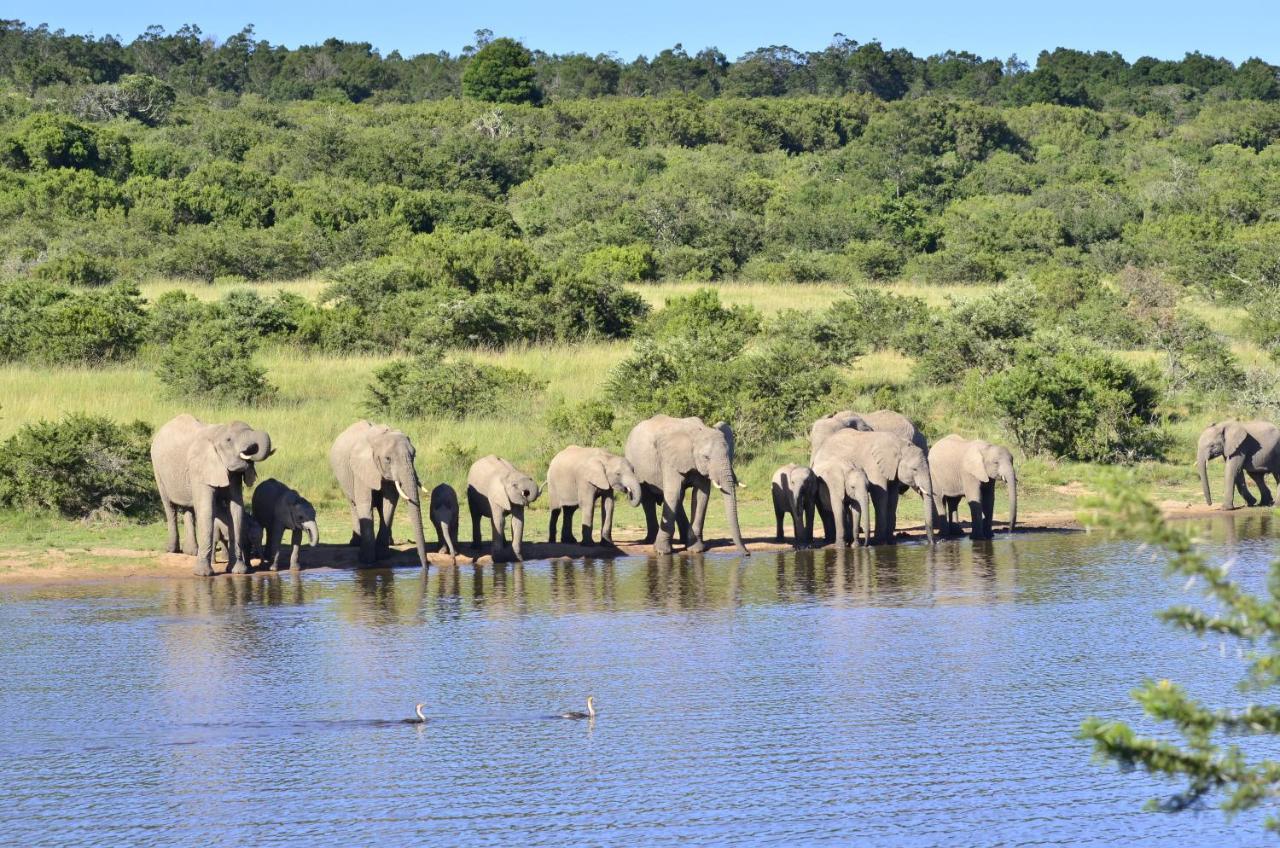 Lalibela Game Reserve - Kichaka Lodge Paterson Exterior foto