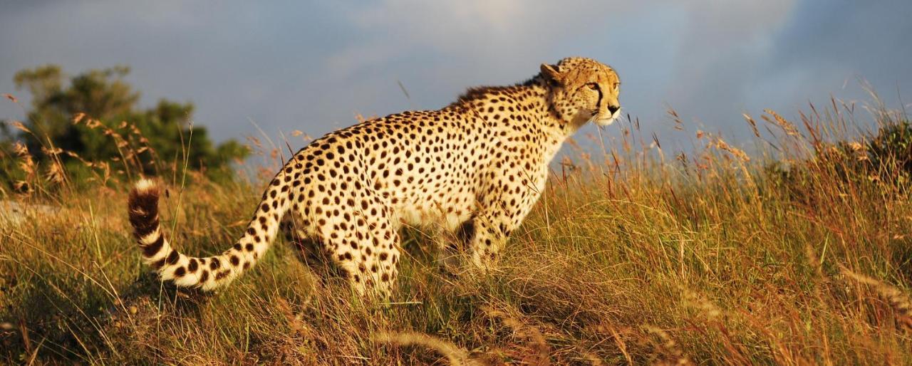 Lalibela Game Reserve - Kichaka Lodge Paterson Exterior foto
